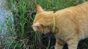 Exploring the Careers That Are Least Likely to Be Automated Soon